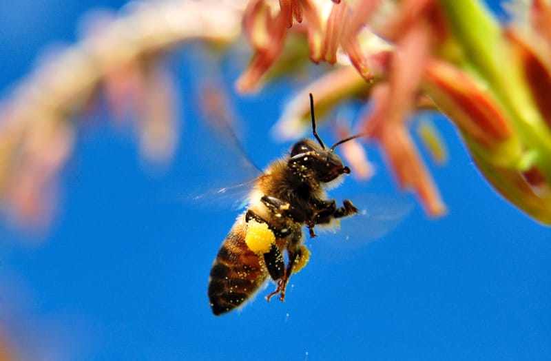 LA FABULA DE LAS ABEJAS
