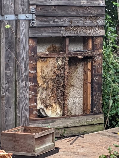Removing honey bees from a shed!