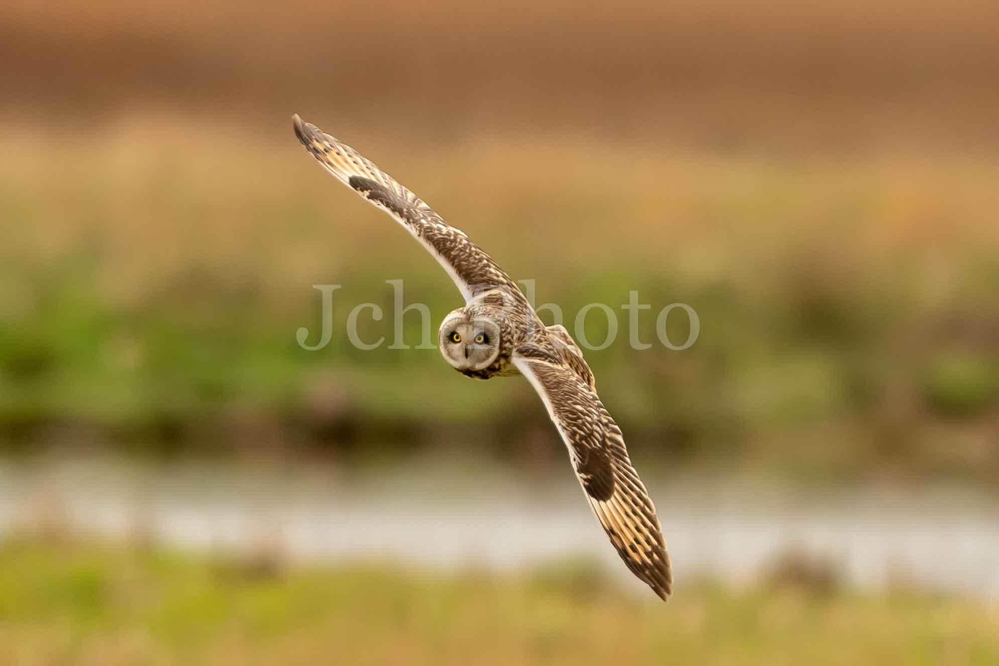 Short Eared Owl