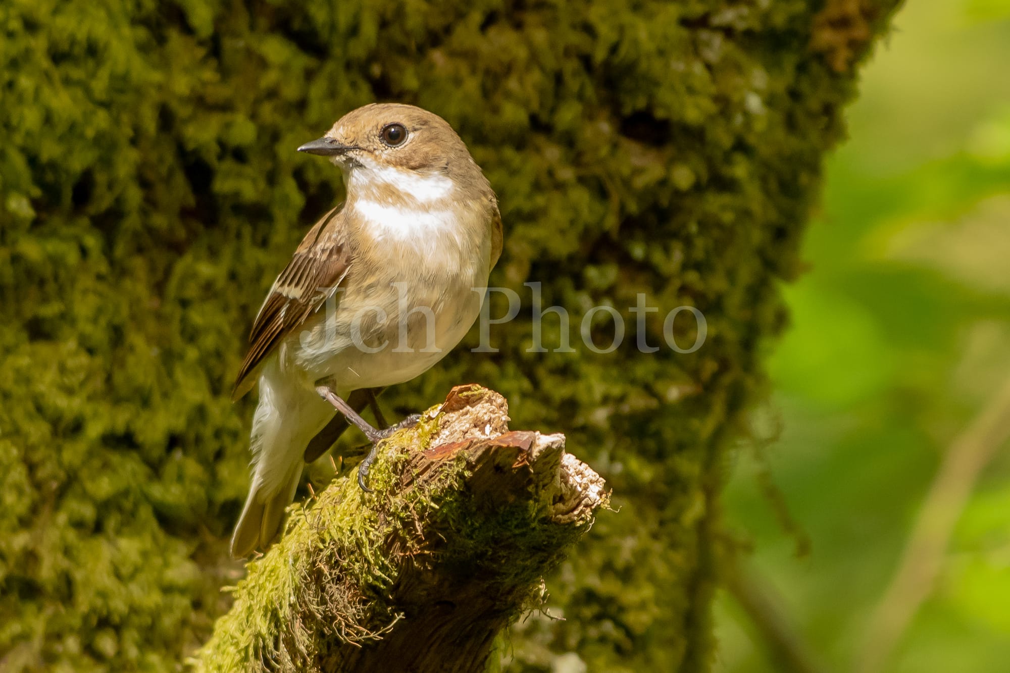 Pied Flycatcher