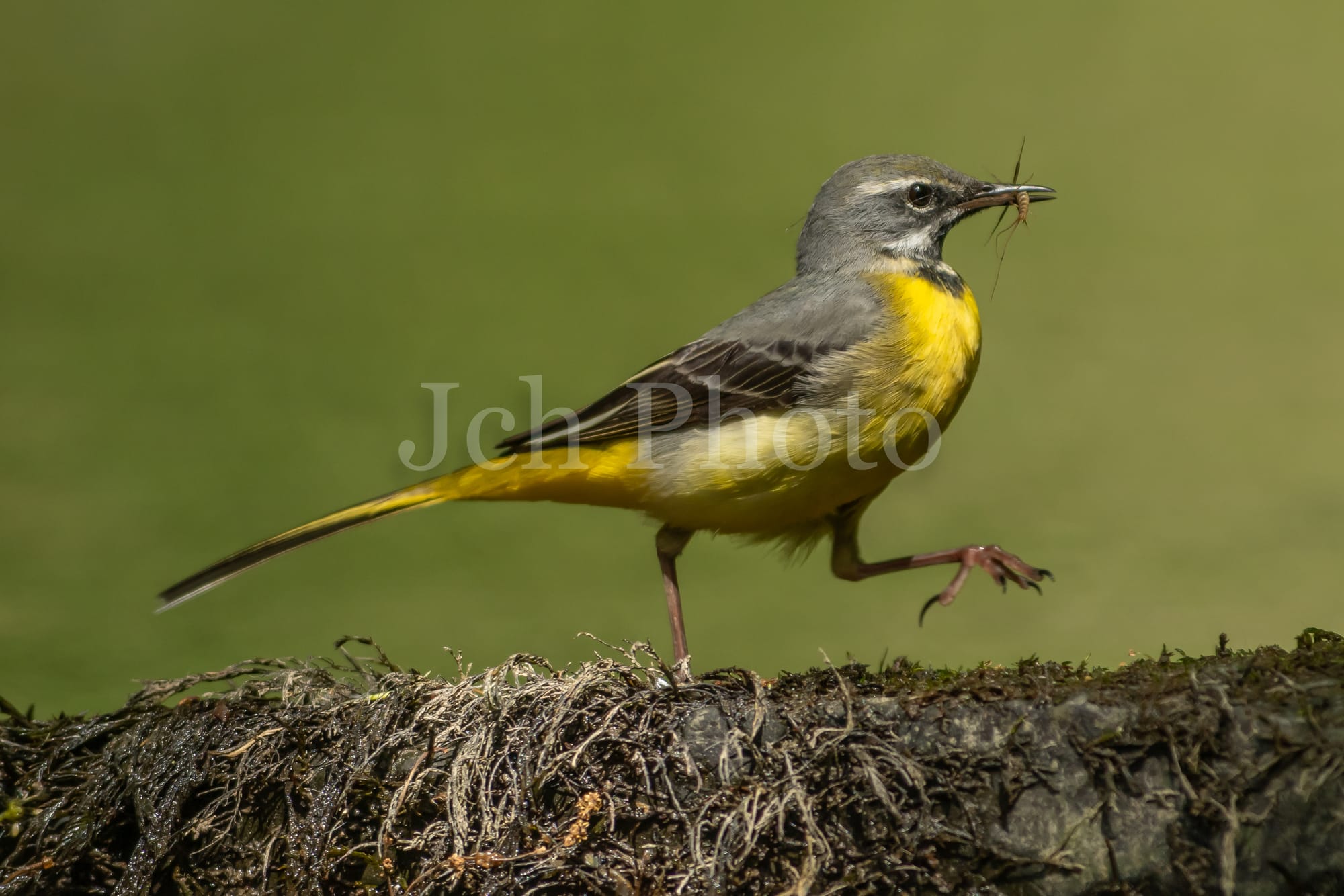 Grey Wagtail