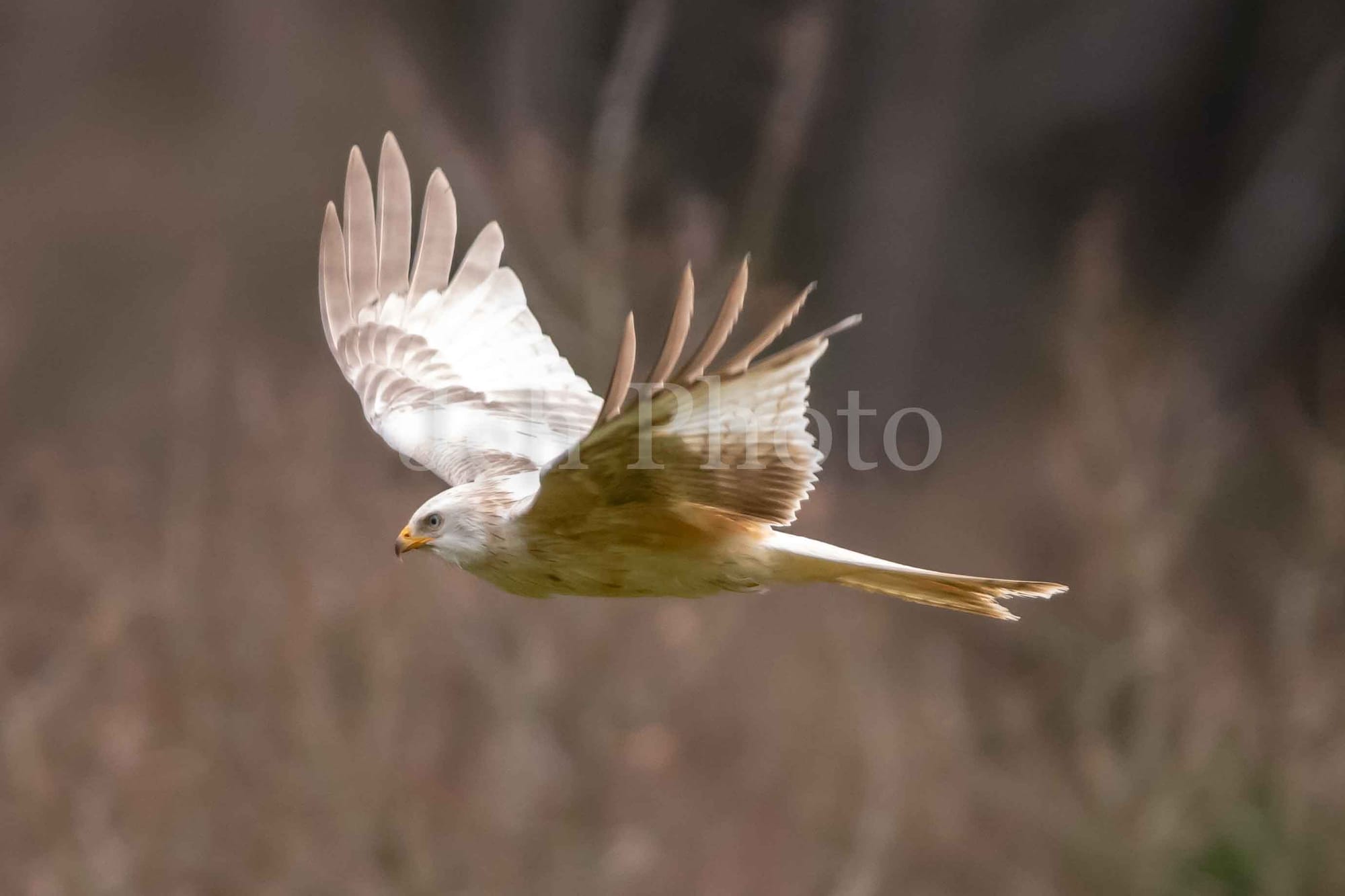 Red Kite