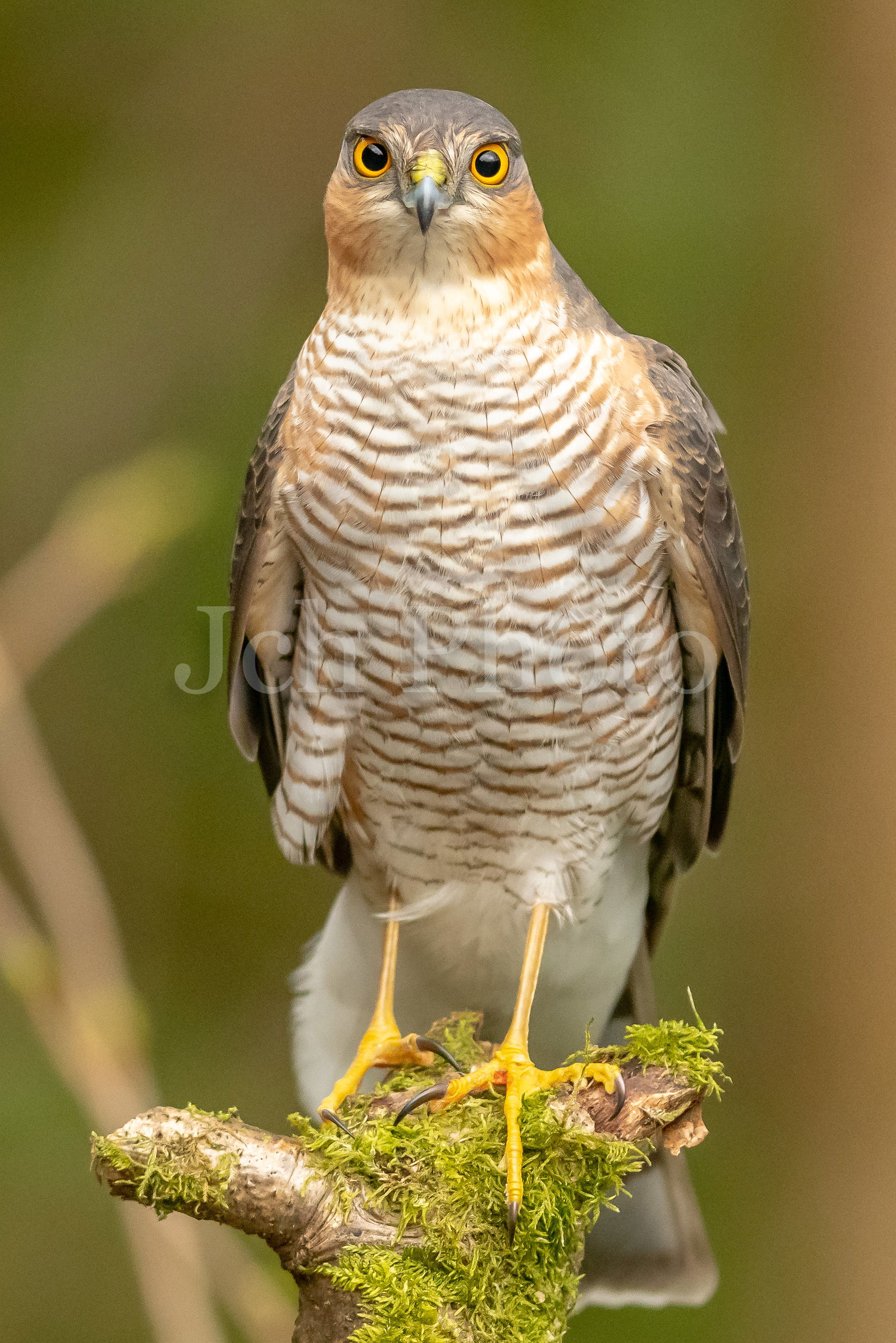 Male Sparrowhawk