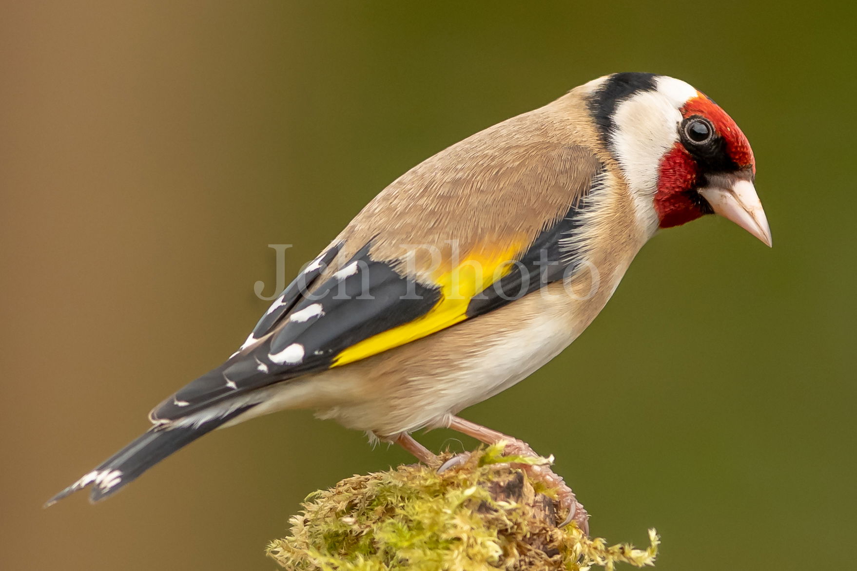 Goldfinch Female