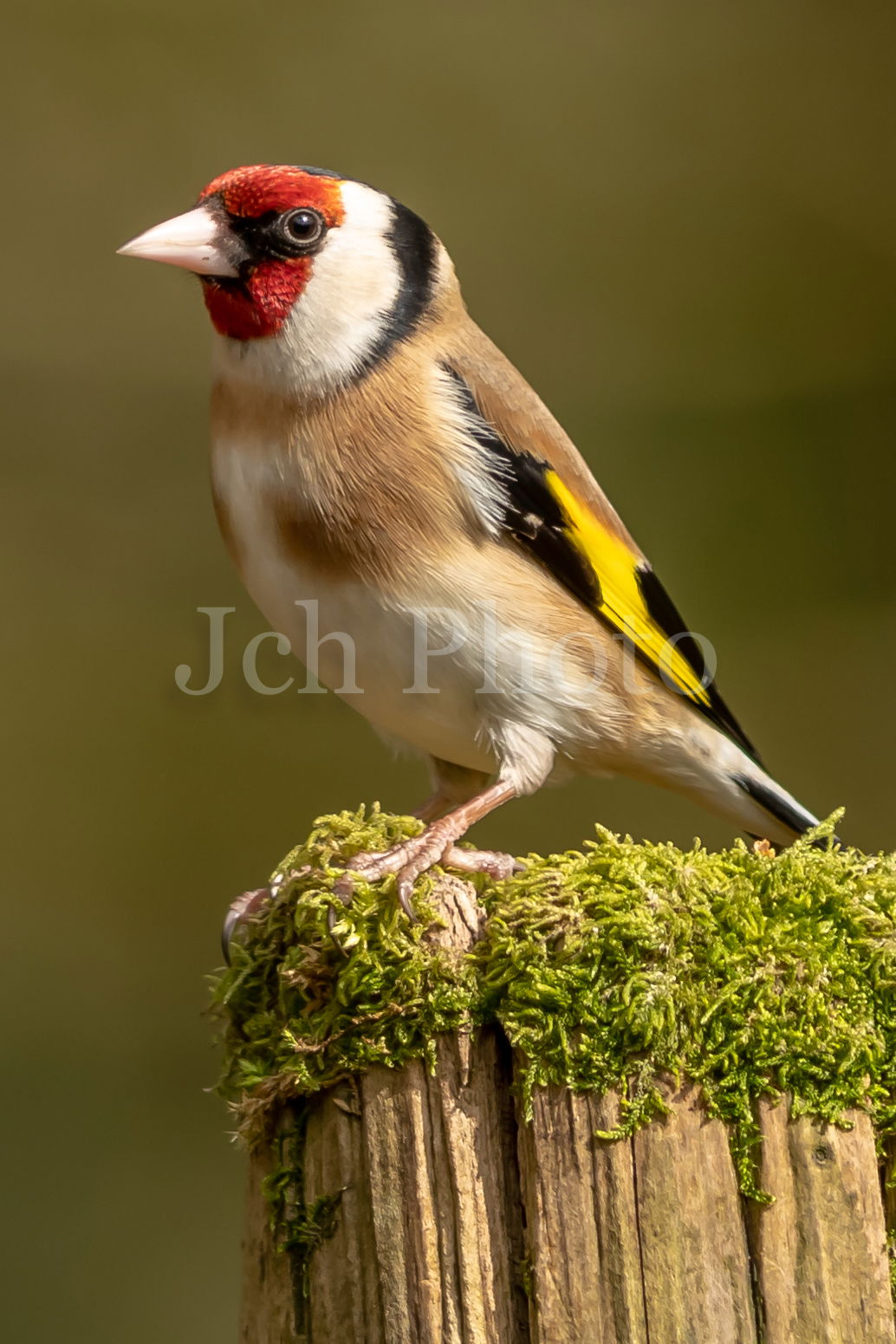 Goldfinch Female