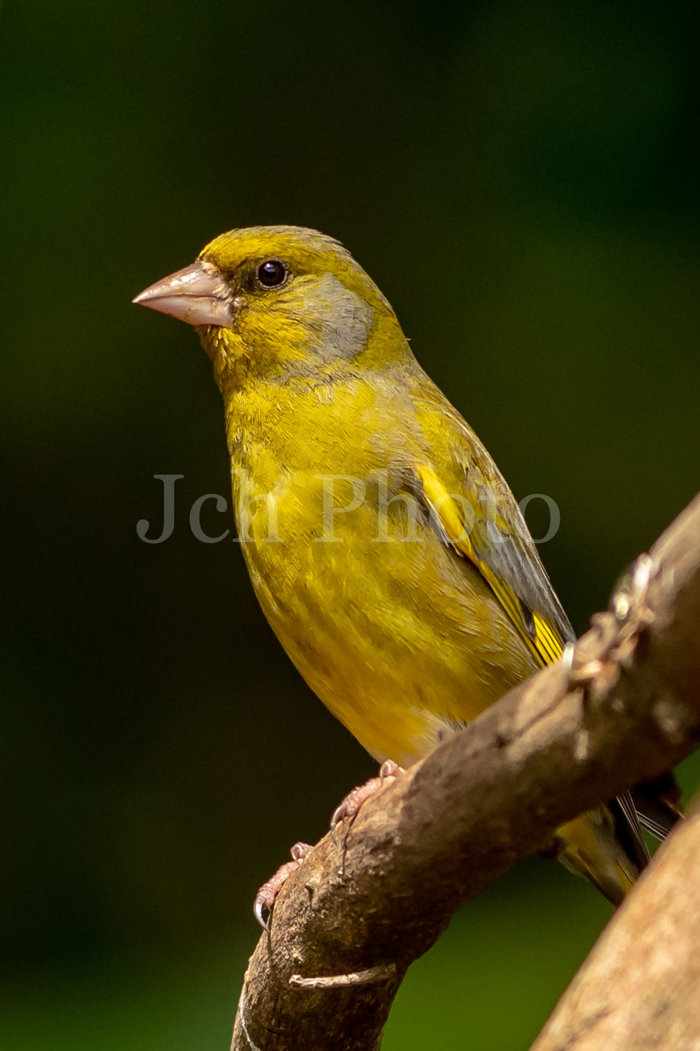 Greenfinch