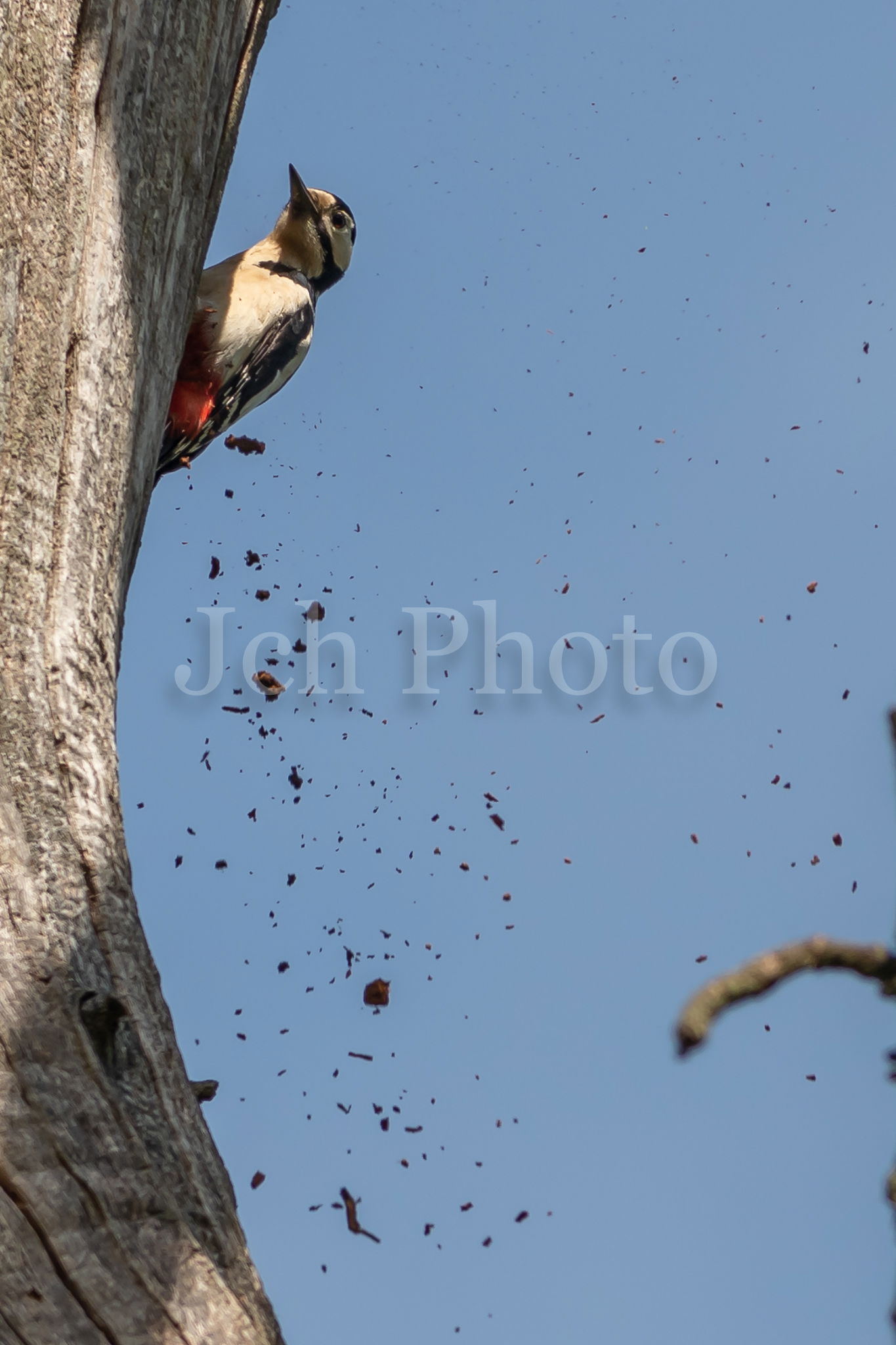 Greater Spotted Woodpecker