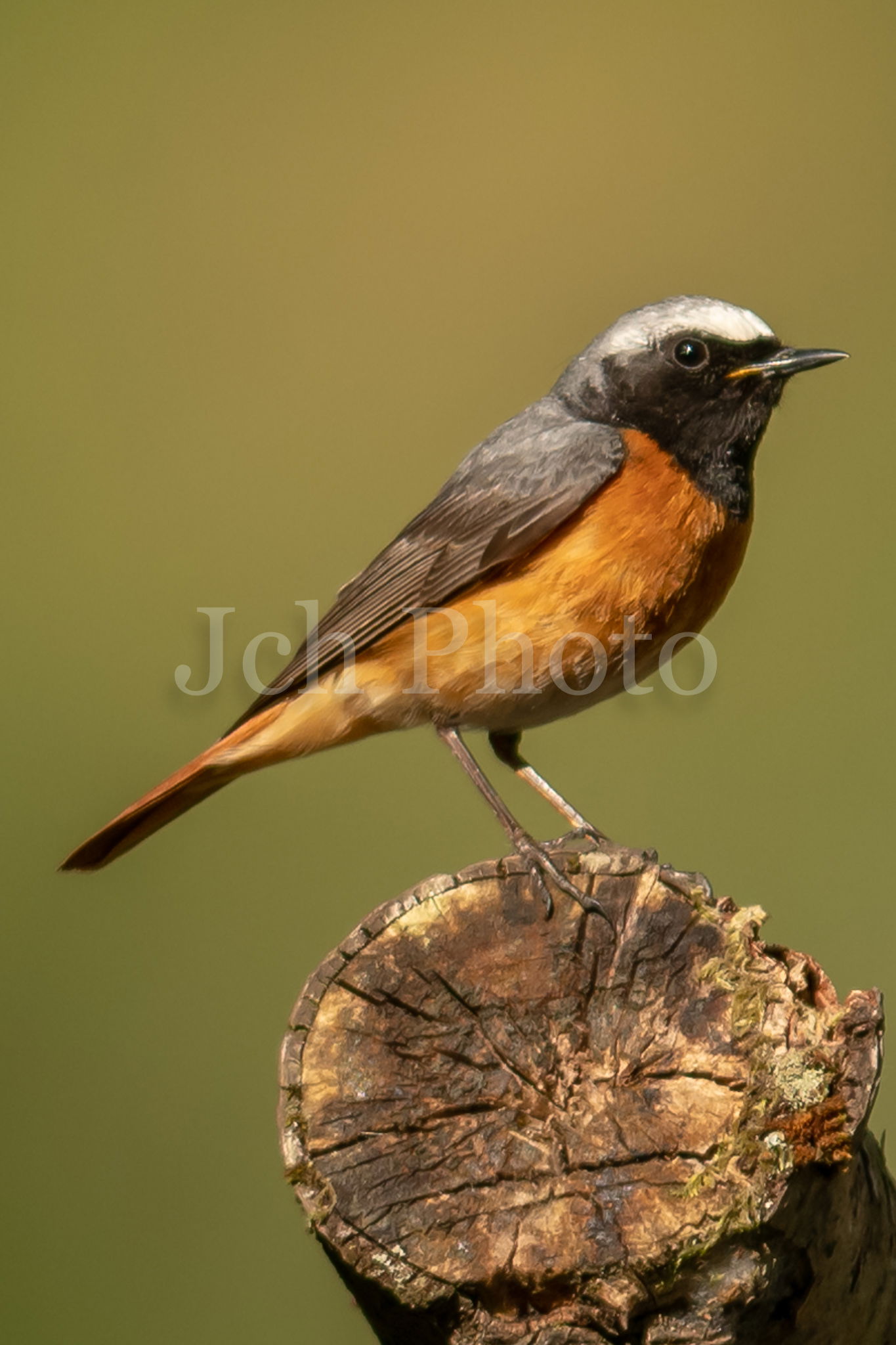 Redstart