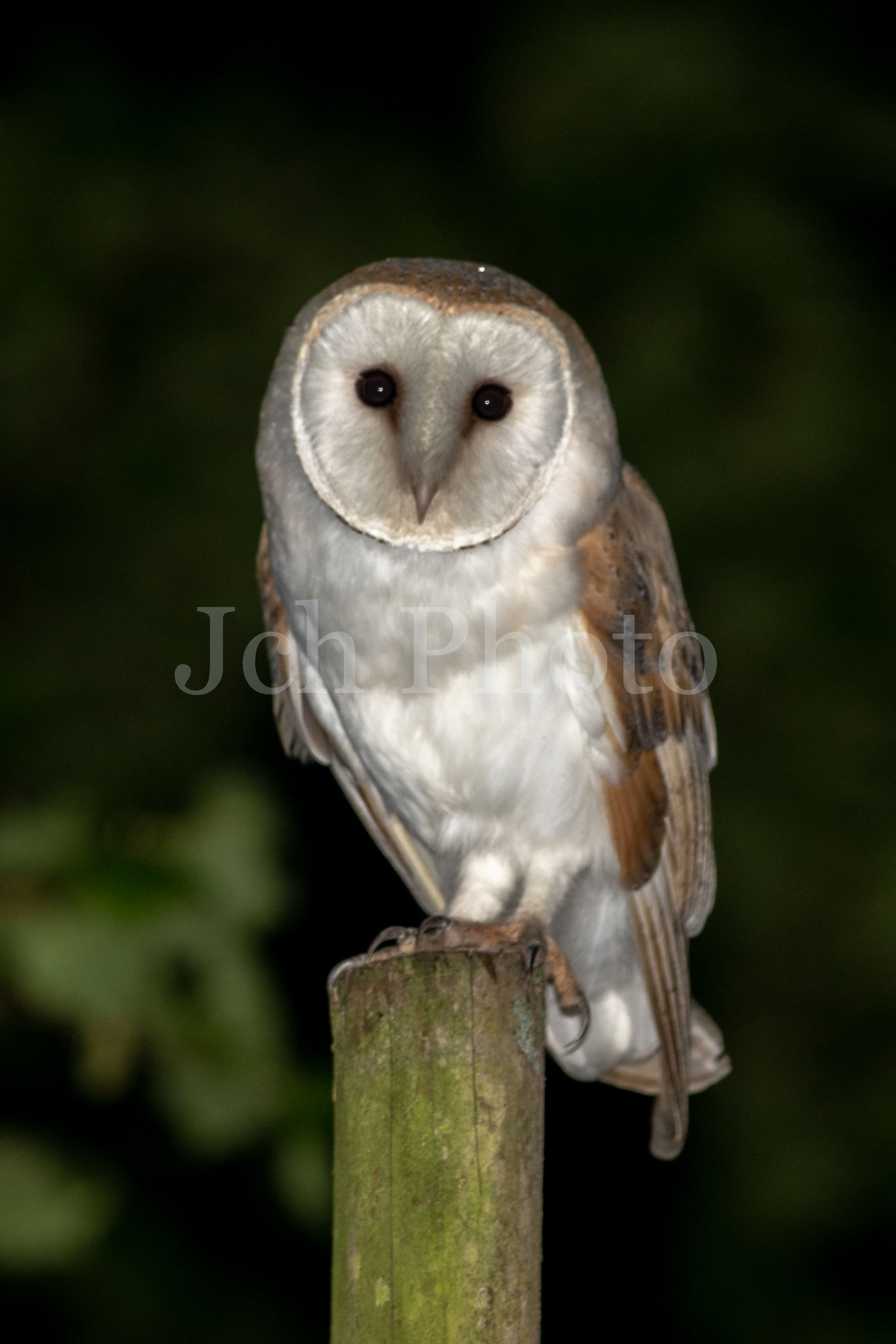 Barn owl