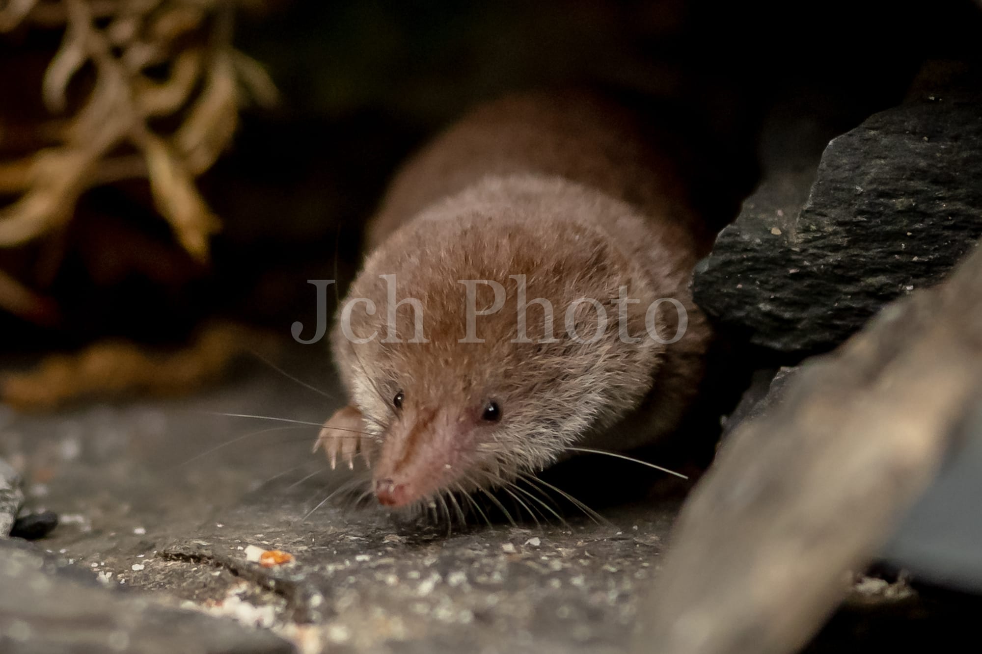 Common shrew