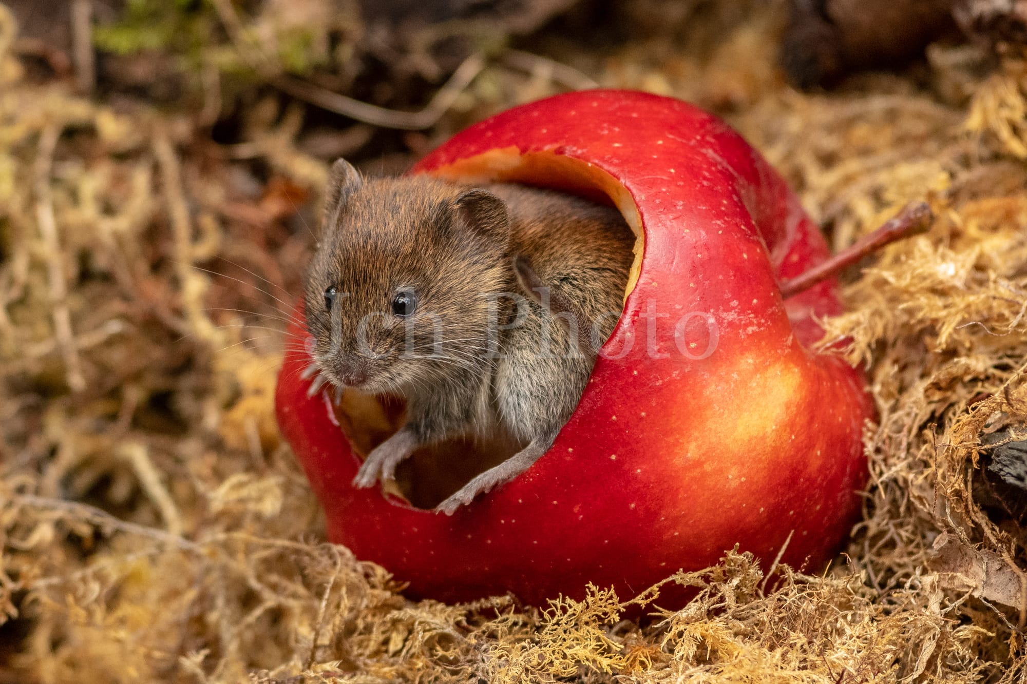 Bank vole