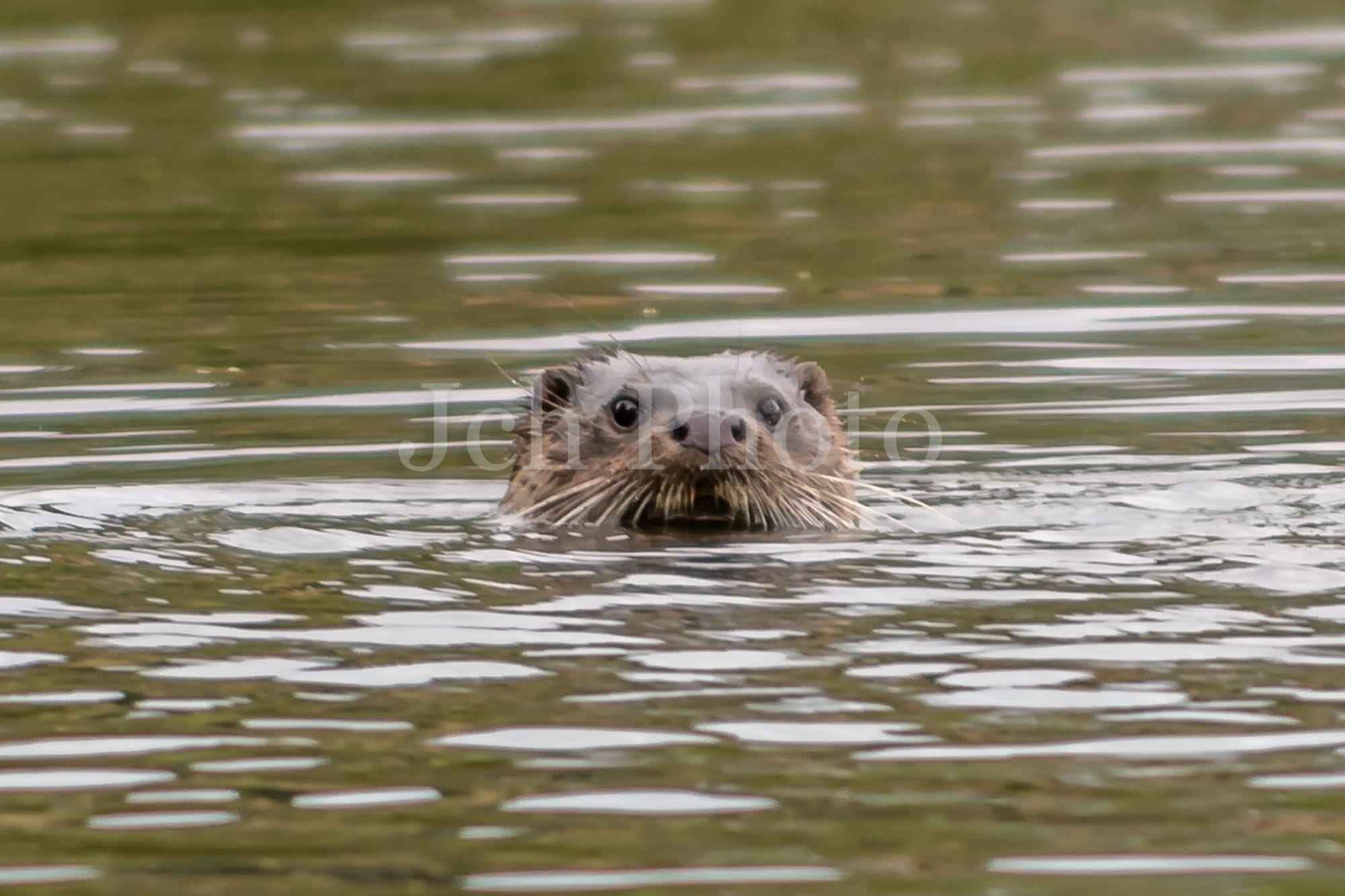 Otter