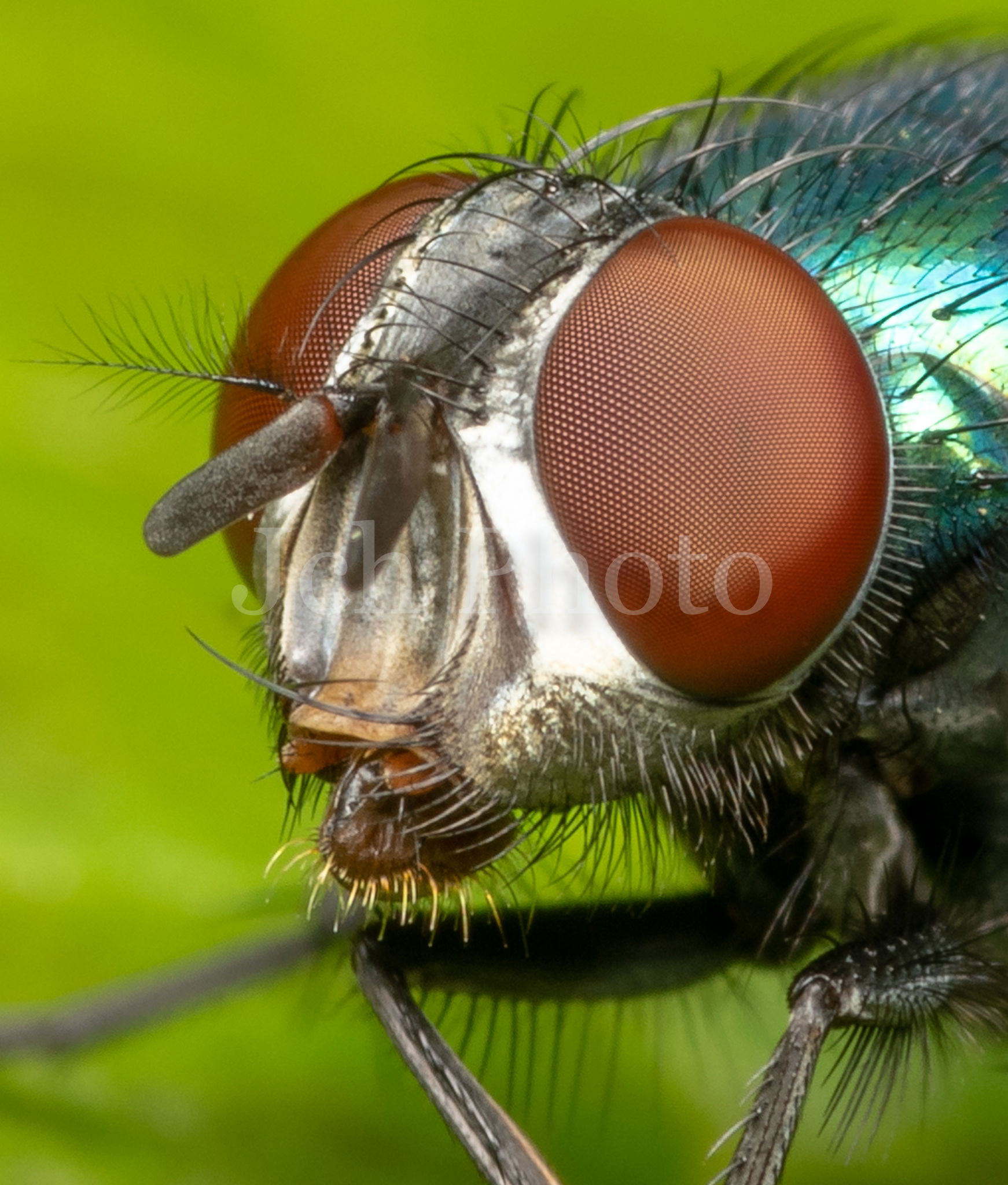 Greenbottle fly