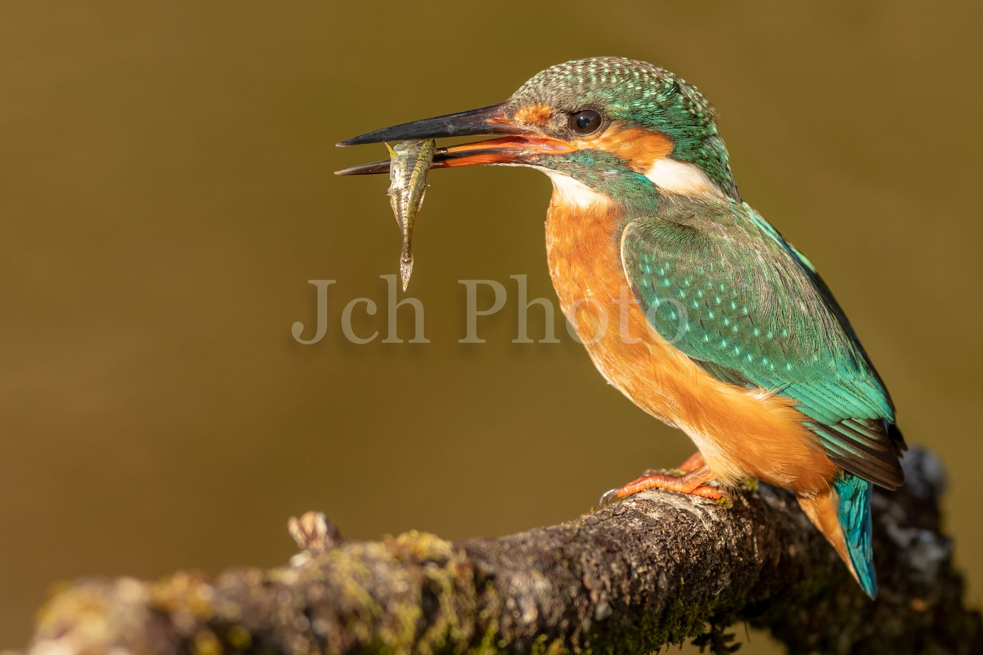 Juvenile female kingfisher