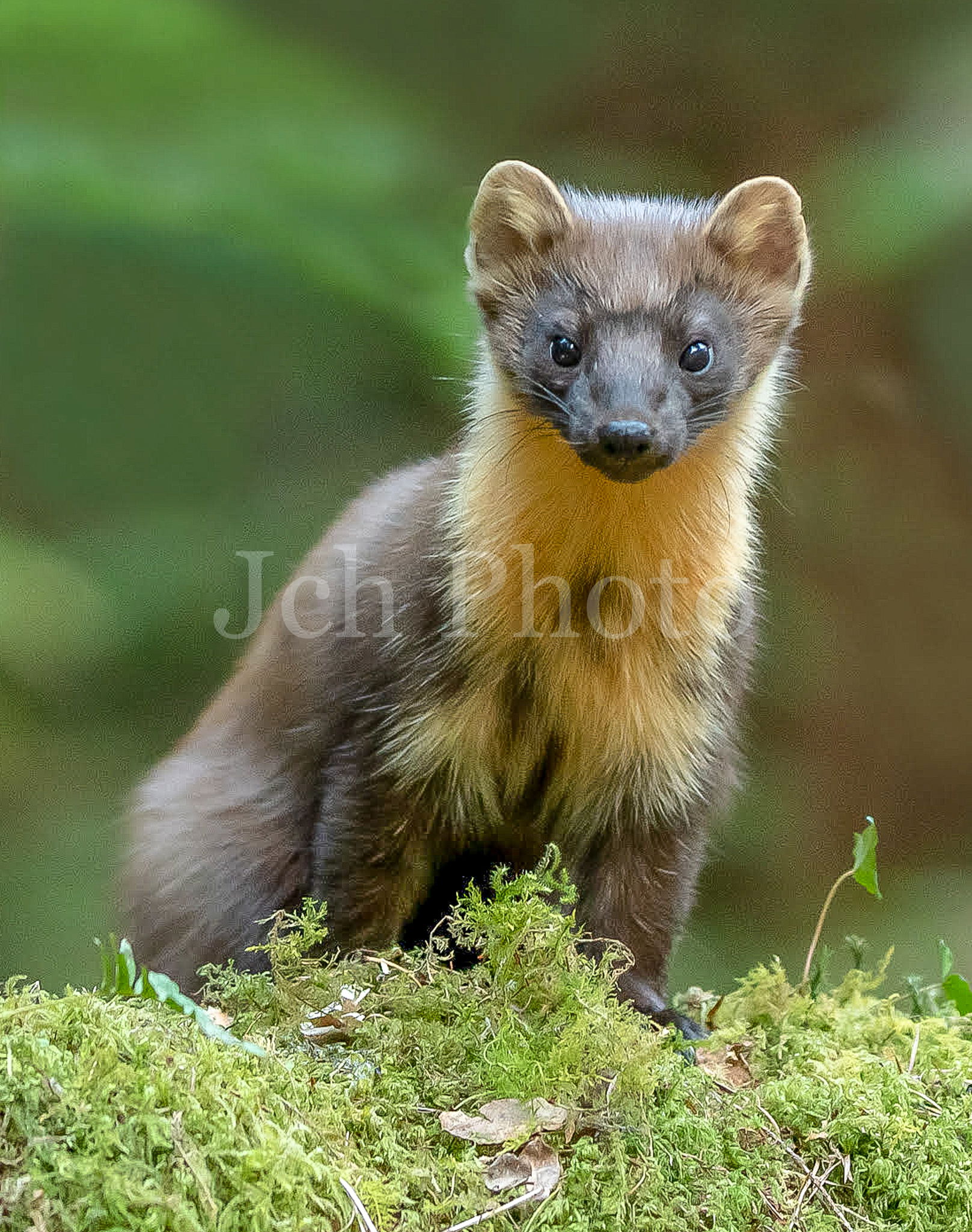 Welsh Pine Marten