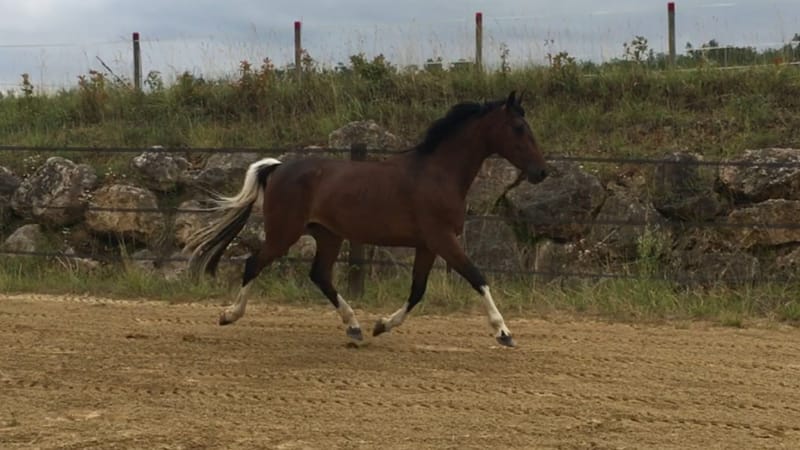 Vente de Chevaux et Poney de sport