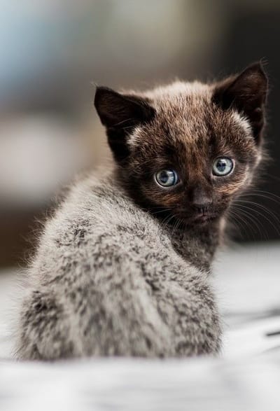 Cuando me vio marchar...