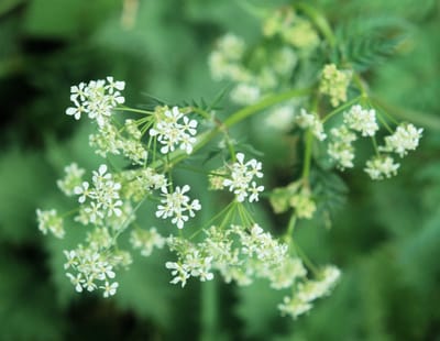 Excerpt 1 from Queen Anne's Lace image