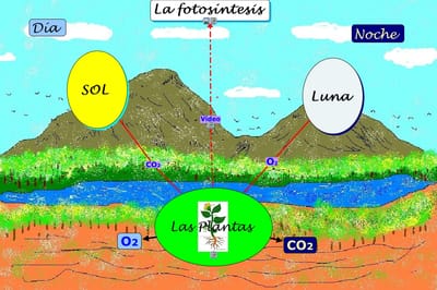 LA FOTOSÍNTESIS EN LA AMOZONÍA Y EL MAR image