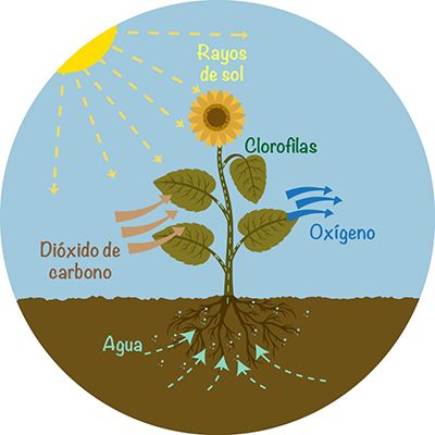 ¿Qué es la fotosíntesis?: