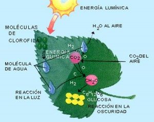 Su importancia: