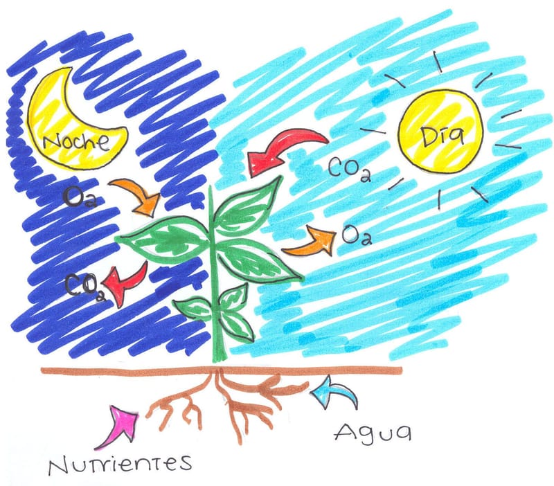 Fase Oscura y Luminosa: