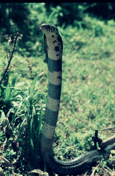 סרטי וידאו image