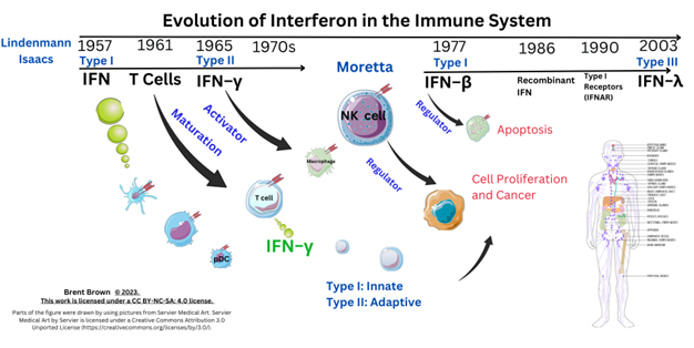 Interferons and Immunotherapy