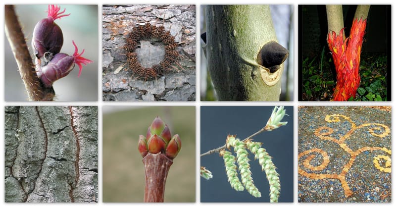 Természetölelő kirándulás kéreg és rügy kóstolással - ÖSVÉNY Családi Programok 2022.