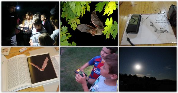 Denevérles és esti séta - ÖSVÉNY Családi Programok 2021.