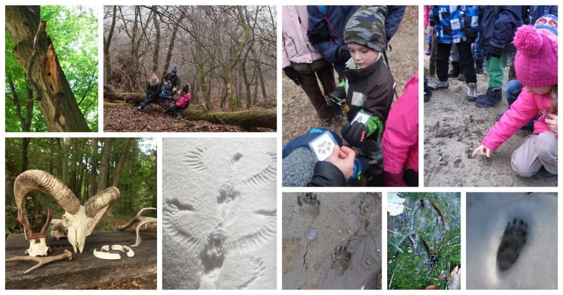 Nyomismereti és nyomolvasó kirándulás a Gerecsében - ÖSVÉNY Családi Programok