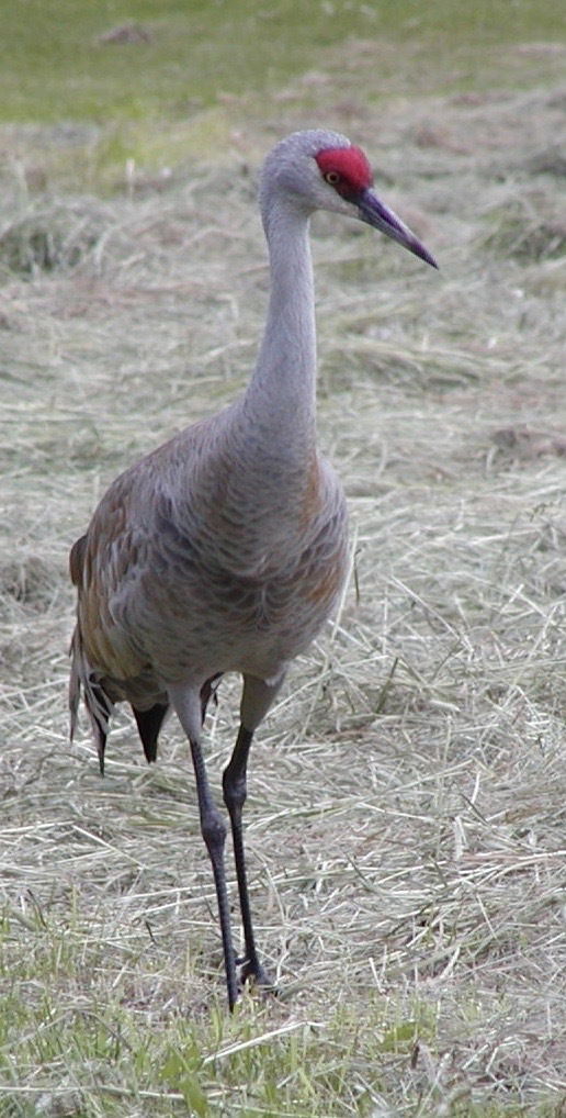 Dancing with a Crane, and 5 Tips for Watching Cranes