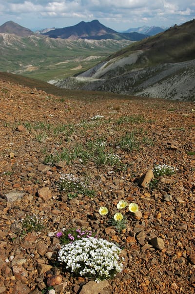 Create a Vibrational Remedy for Grief