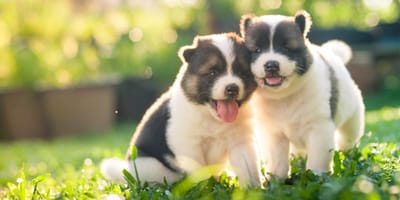 Puppy Socialization & Why Its So Important