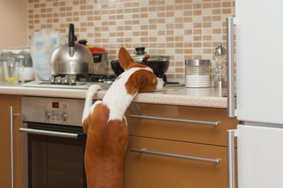How To Prevent Fido From Stealing Off of Surfaces like the Counter or Coffee Table