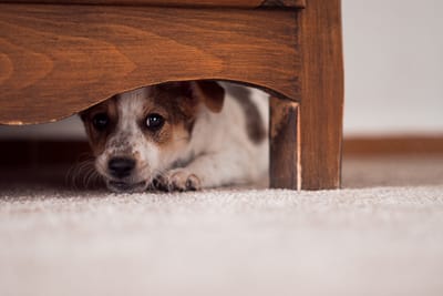 Helping your Dog Who is Nervous or Fearful of People