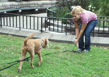 Does your Dog Struggle to Come When you Call Them? Basics of Recall!