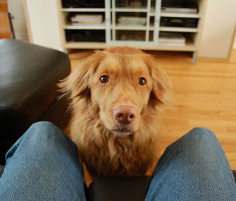 A Hands Free Way to Get your Dogs Attention or Interrupt your Dog - The Positive Interruption Cue