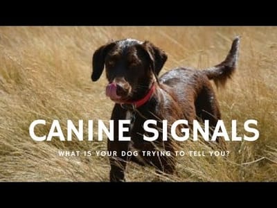 Dog Calming Signals!