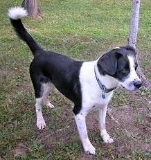 Dog Body Language - What are they saying?