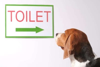 Potty Training How-To!