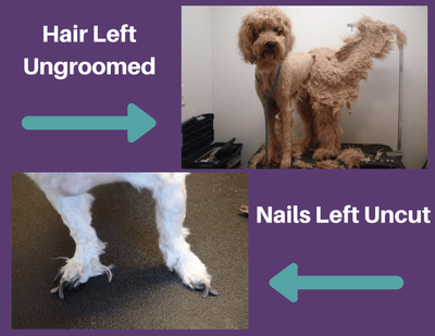 Why is grooming essential?