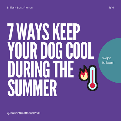 7 Ways to keep your dog cool this summer