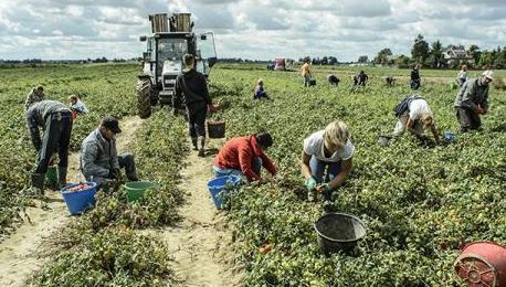 Coronavirus: per la Flai Cgil sono migliaia i migranti abbandonati