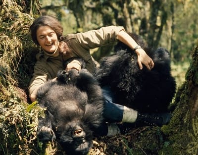 27 dicembre 1985: muore Dian Fossey