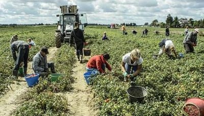Coronavirus: per la Flai Cgil sono migliaia i migranti abbandonati