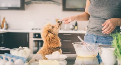 Cooking for your Dog