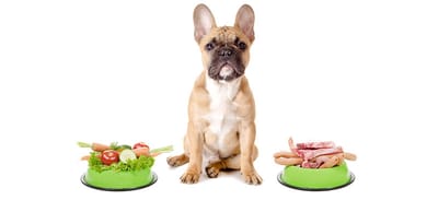 Principles of Pet Nutrition
