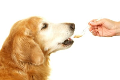 Vitamin Deficiency in Dogs
