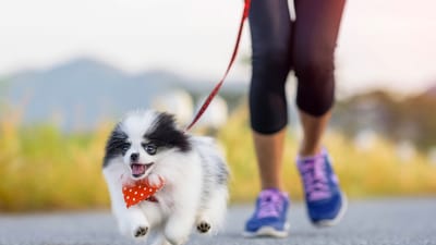 Things You Have Ready Before Pick Up Your New Puppy